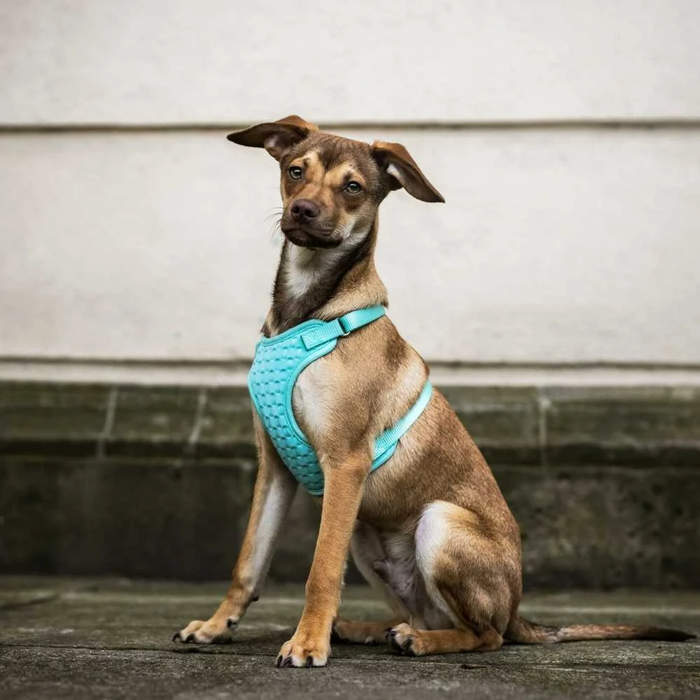 Dingo Dingo Beslėgis diržas su dviejų diržų reguliavimu M mėtų