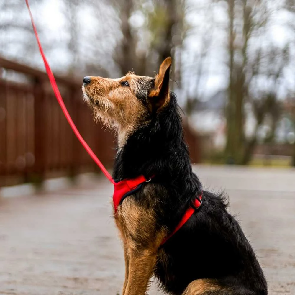 Dingo Dingo Beslėgis diržas su dviejų diržų reguliavimu M Raudon
