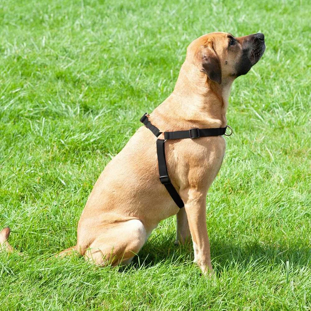 Dingo Easy Walk petnešos šunų tempimui 48-64cm juoda