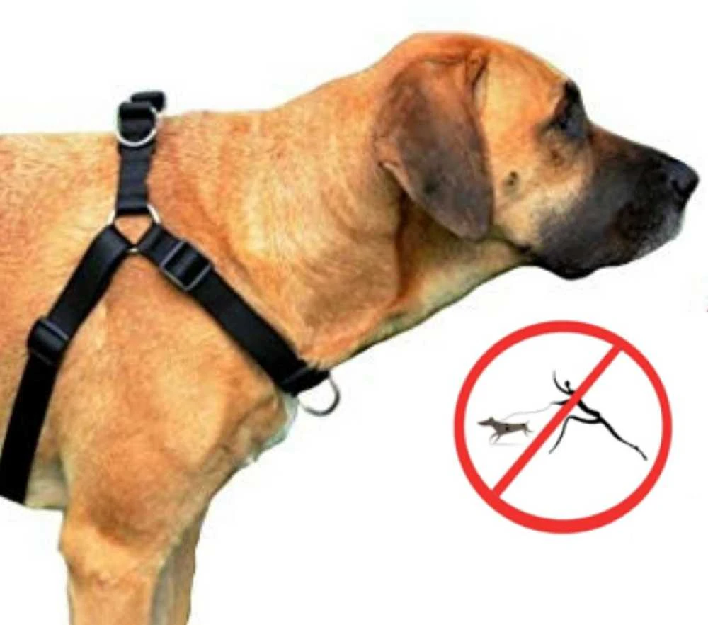 Dingo Easy Walk petnešos šunų tempimui 48-64cm juoda
