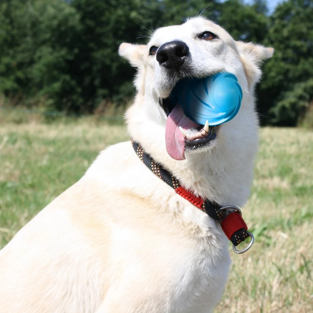 Doggy Village Frantic ORB Judantis, interaktyvus kamuolys su spalvingu apšvietimu šunims