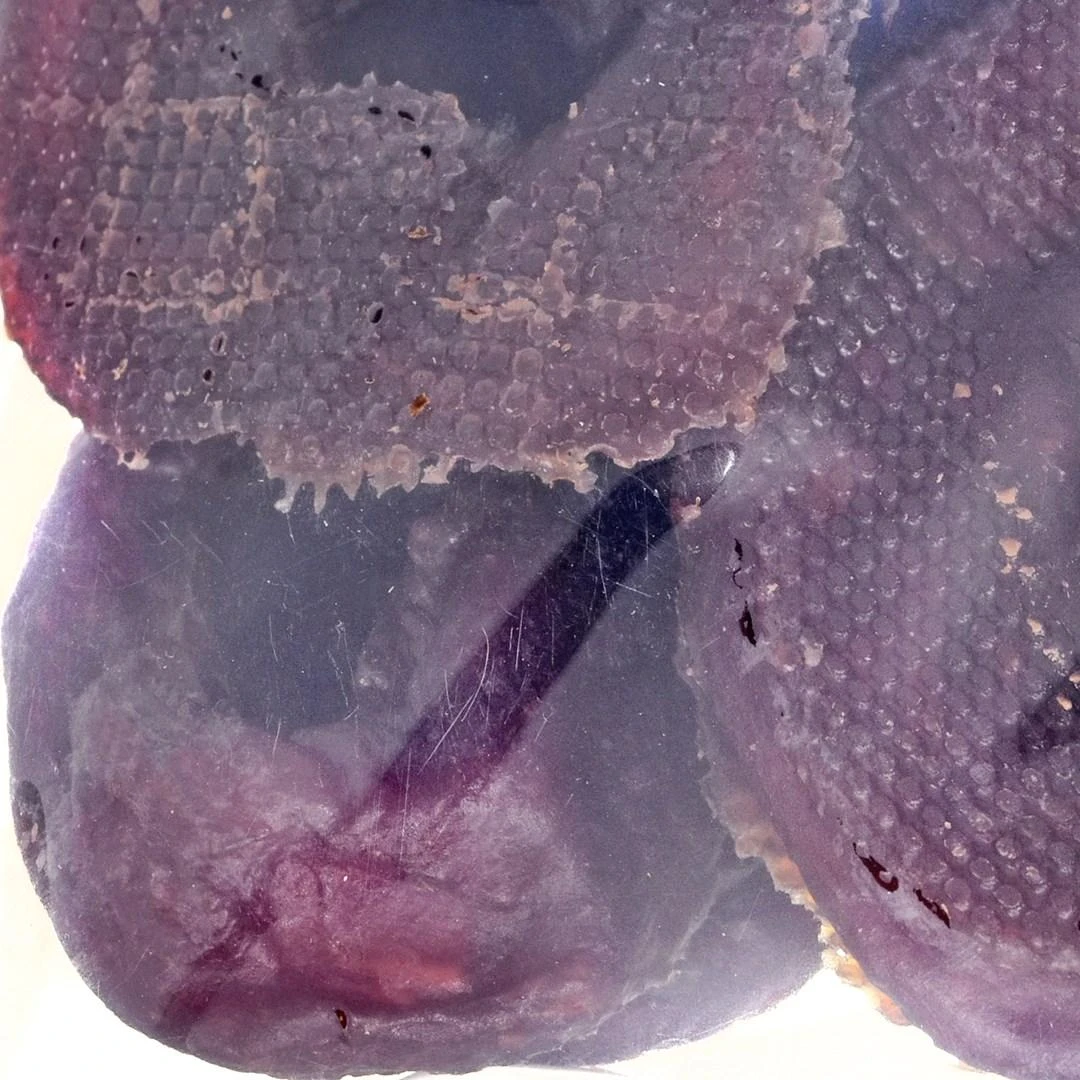 Maced žiedai su antiena i žuvis 500g