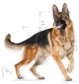 Royal Canin German Shepherd Adult 11kg