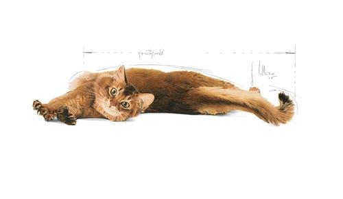 ROYAL CANIN Light Weight Care 1,5kg