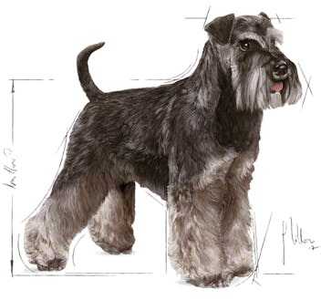 Royal Canin Miniature Schnauzer Adult 7,5kg