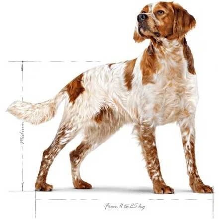Sausas Šunų Maistas - Royal Canin Shn Medium Adult 15kg