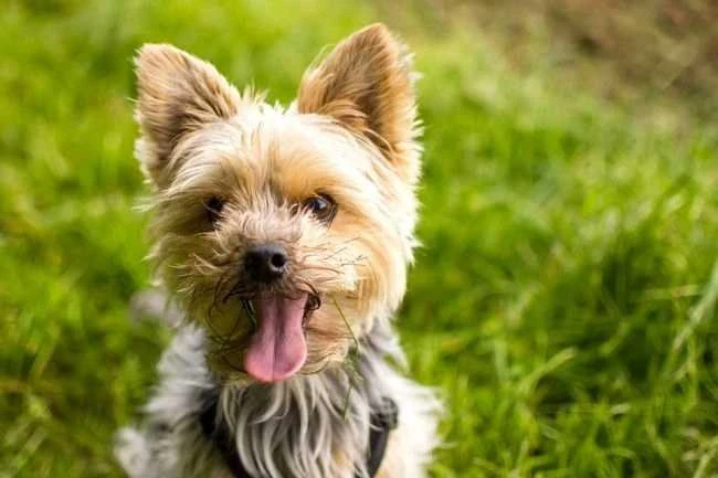 Oro-med ORO-PET CLIPPER MAX Belaidė Gyvūnų Kirpimo Mašinėlė
