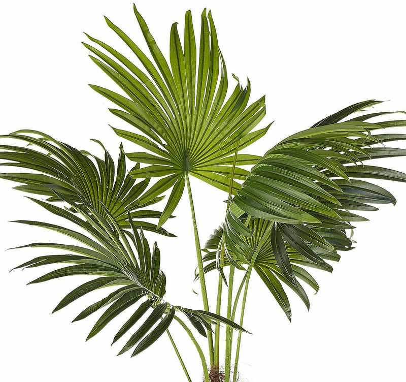 Beliani Dirbtinis augalas FAN PALM 100 cm Žalias
