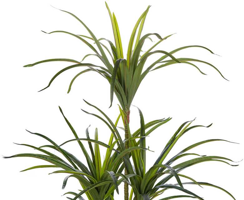 Beliani Dirbtinis augalas DRACAENA ANITA 147 cm žalias