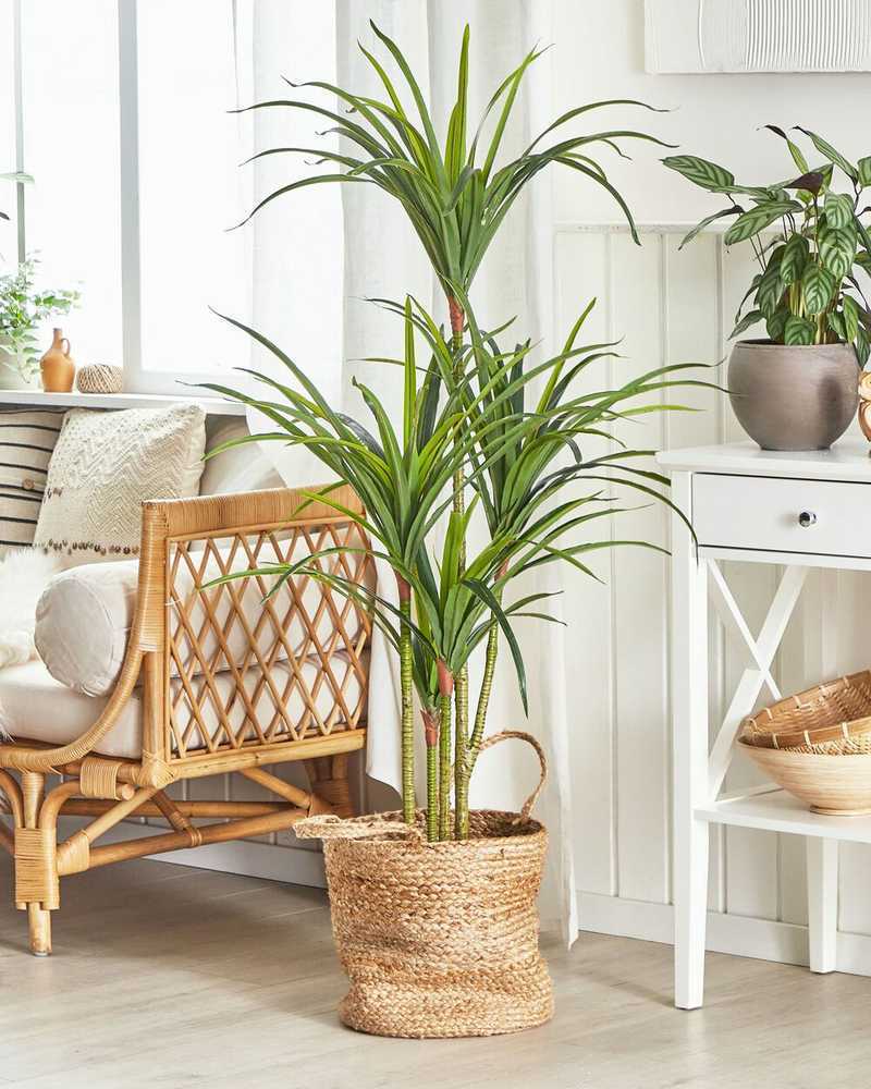 Beliani Dirbtinis augalas DRACAENA ANITA 147 cm žalias