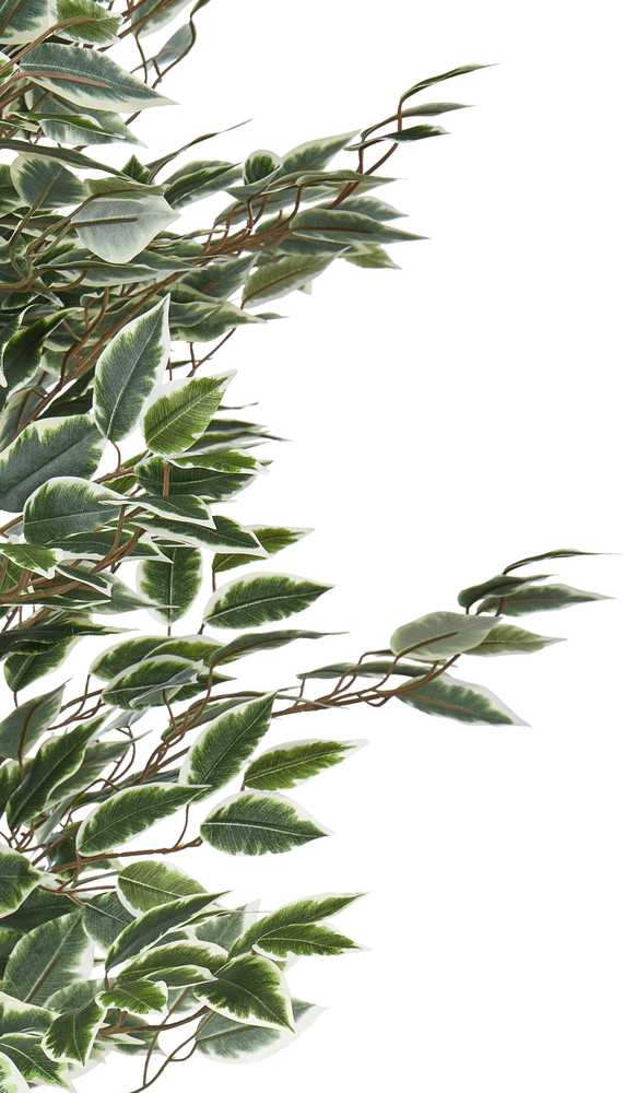 Beliani Dirbtinis augalas FICUS 167 cm žalias
