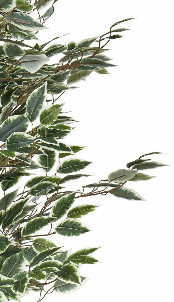 Beliani Dirbtinis augalas FICUS 167 cm žalias