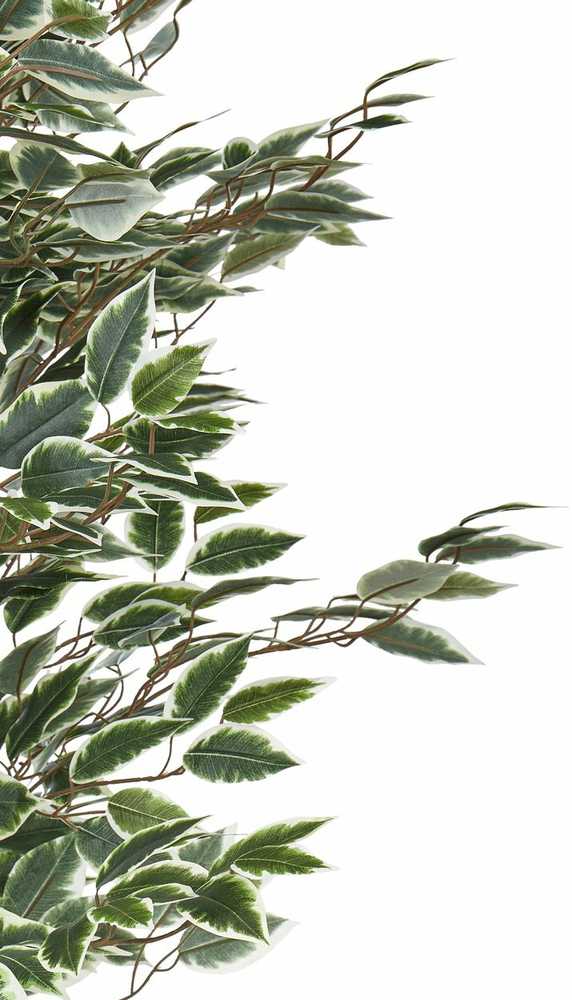 Beliani Dirbtinis augalas FICUS 167 cm žalias