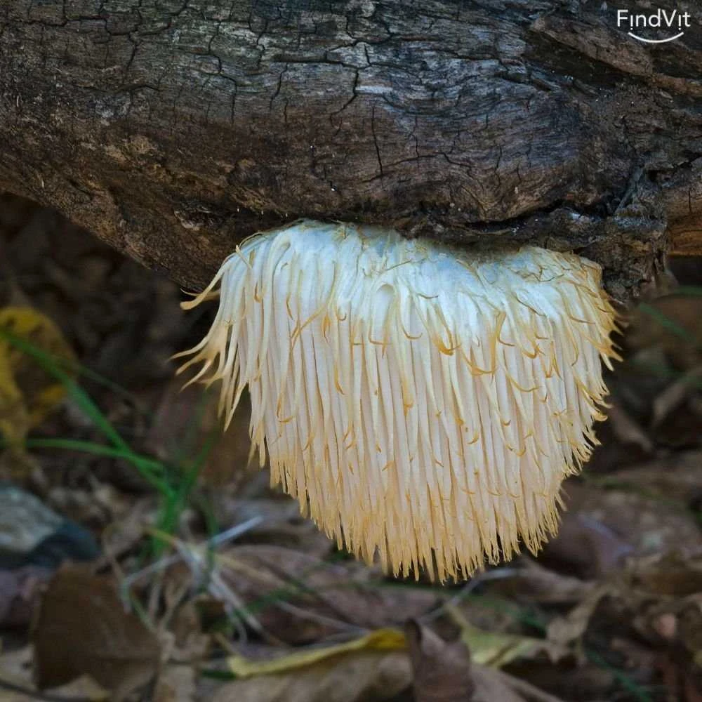 KIKI Health Lion's Mane - Funkciniai grybai gerai koncentracijai , 60 vegkapsulių
