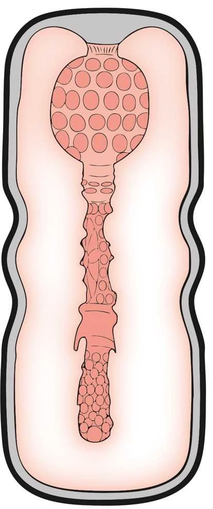 Stroker Anal Style