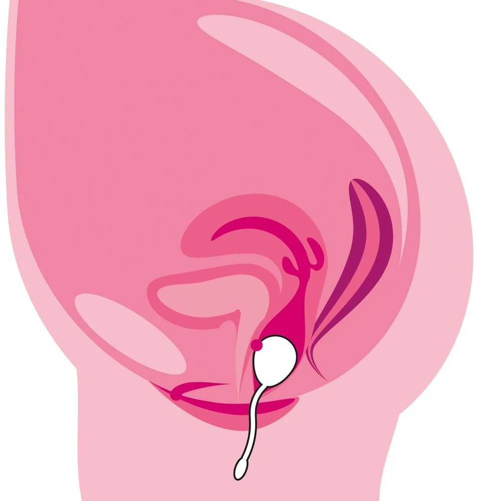 Training Pleasure Balls Vaginal Trainers Love Egg