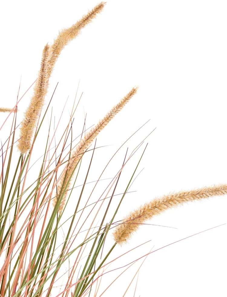 Beliani Dirbtinis augalas BRISTLEGRASS 120 cm oranžinis