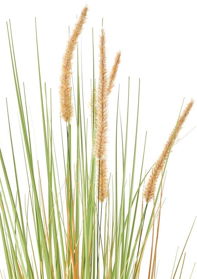 Beliani Dirbtinis augalas BRISTLEGRASS 90 cm žalias