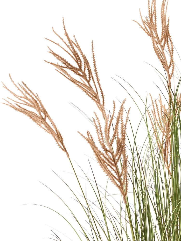 Beliani Dirbtinis augalas CLAW FLOWER, 150 cm, žalias