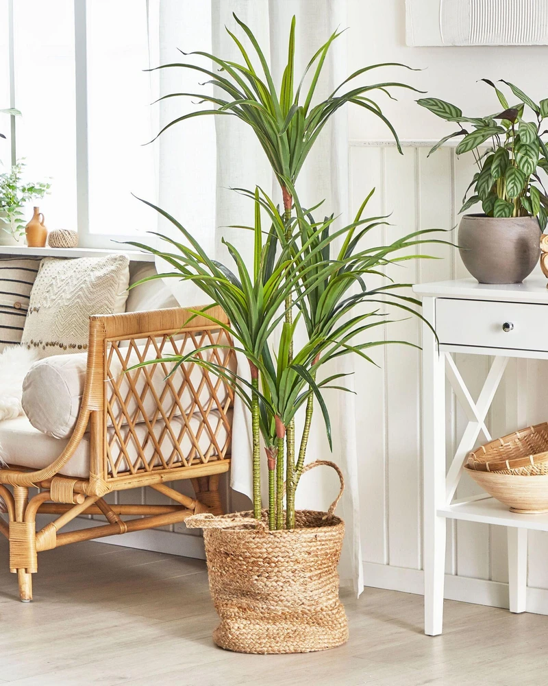 Beliani Dirbtinis augalas DRACAENA ANITA 147 cm žalias