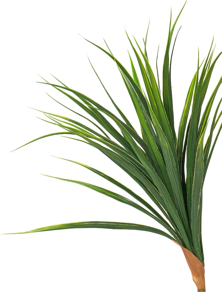 Beliani Dirbtinis augalas DRACAENA DRACO 165 cm Žalias