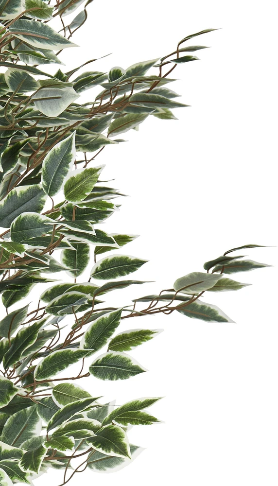 Beliani Dirbtinis augalas FICUS 167 cm žalias