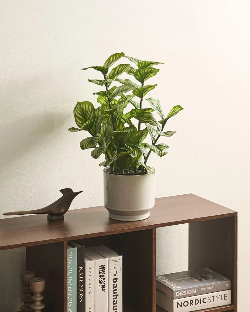 Beliani Dirbtinis augalas ORBIFOLIA 50 cm, žalias