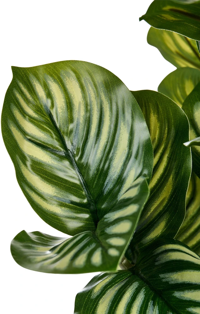Beliani Dirbtinis augalas ORBIFOLIA 50 cm, žalias