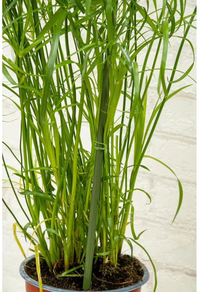 AUGALŲ ATRAMA KUOLAS 6VNT. 50-80CM KINZO 122892