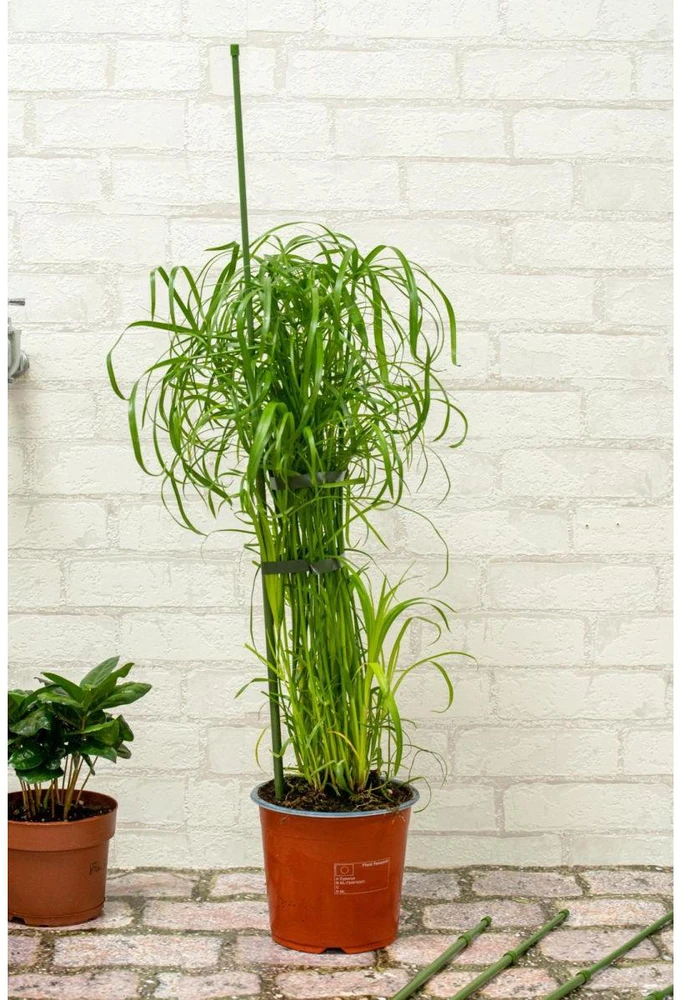 AUGALŲ ATRAMA KUOLAS 6VNT. 50-80CM KINZO 122892