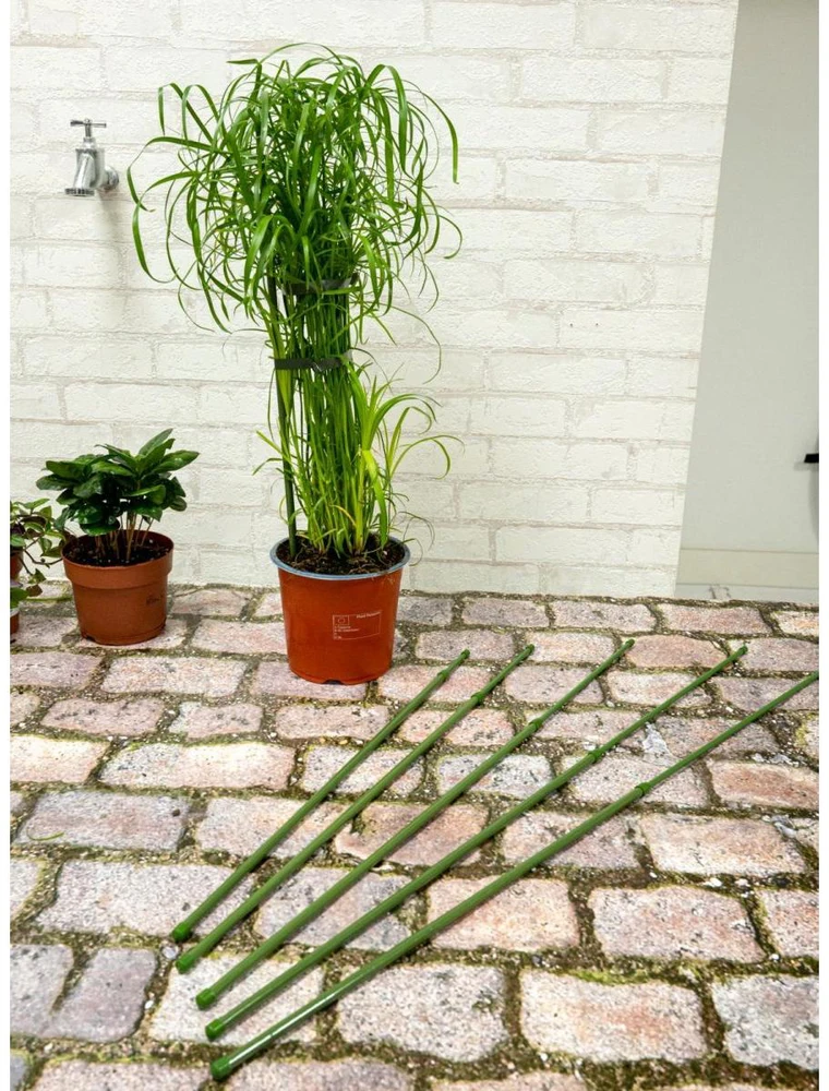 AUGALŲ ATRAMA KUOLAS 6VNT. 50-80CM KINZO 122892