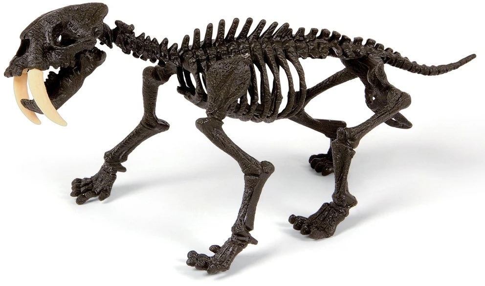 Clementoni Smilodon pastatykite tigro skeletą