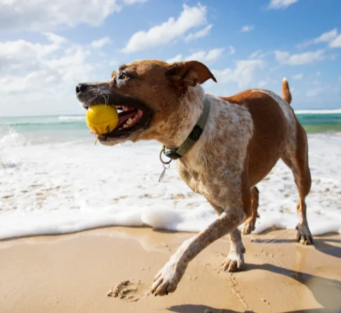 Waboba Fetch dog ball aprašymas - Prekės nuotrauka