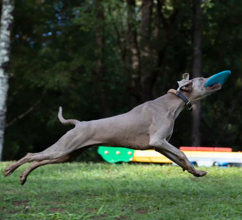 Waboba Jetwag dog frisbee aprašymas - Prekės nuotrauka