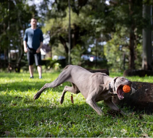 Waboba Tailwind dog ball aprašymas - Prekės nuotrauka Waboba Tailwind dog ball aprašymas - Prekės nuotrauka