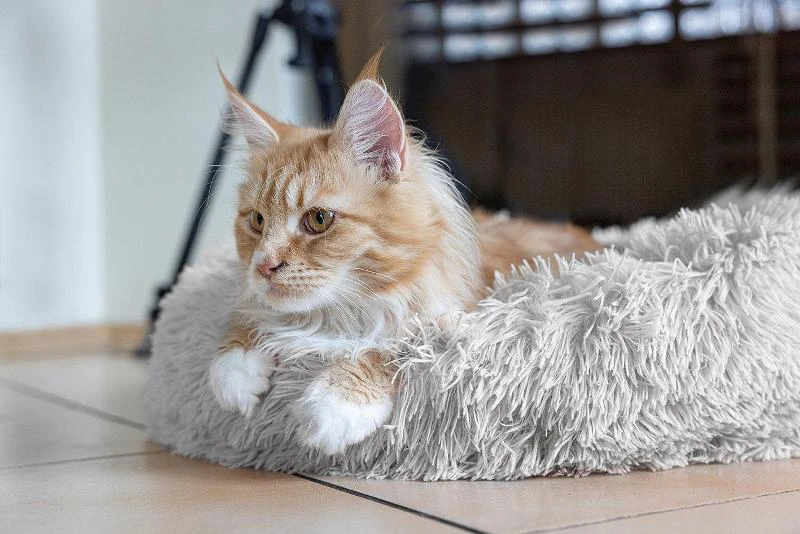 Happet Minkštas pūkuotas guolis S 50cm pilkas