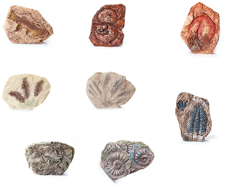 Dėlionė Jokomisiada Archaeology Kit Dig Up a Surprise Fossilized Leaves and Bones ZA5753
