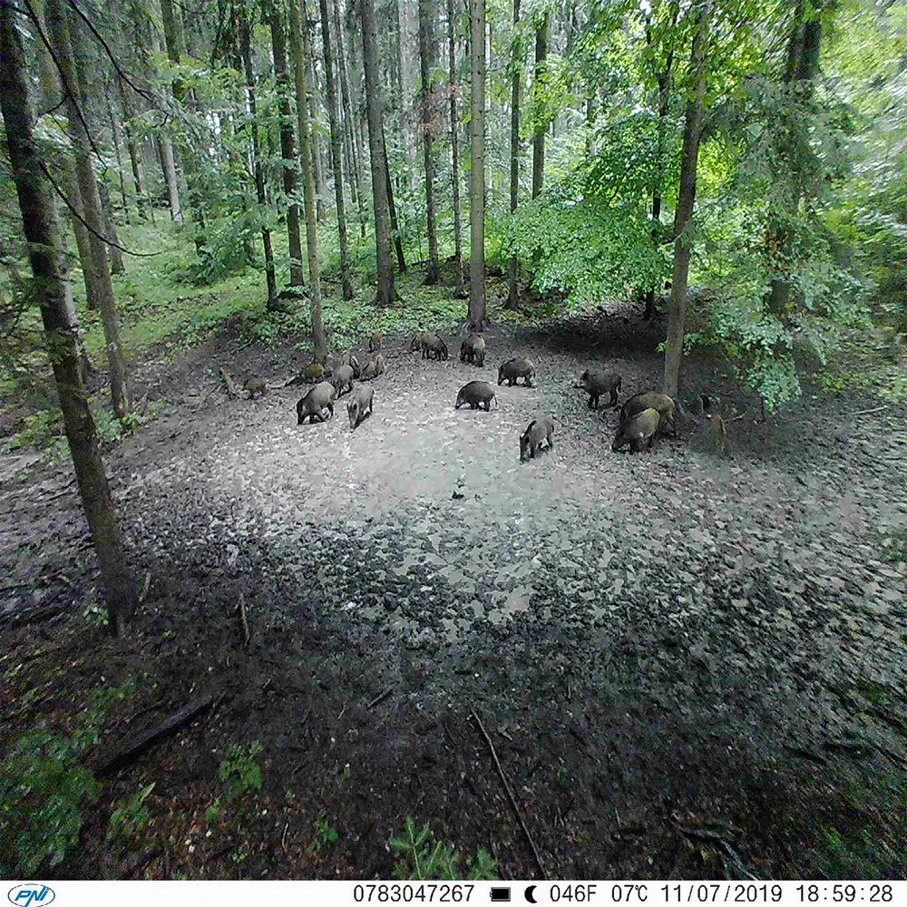 Medžioklės kamera PNI Hunting 350C 12MP su 3G internetu, SMS, nuotraukų siuntimu į telefoną, el. paštą, FTP, „Full HD“ 1080P, naktiniu matymu, 58 nematomais šviesos diodais gyvūnams