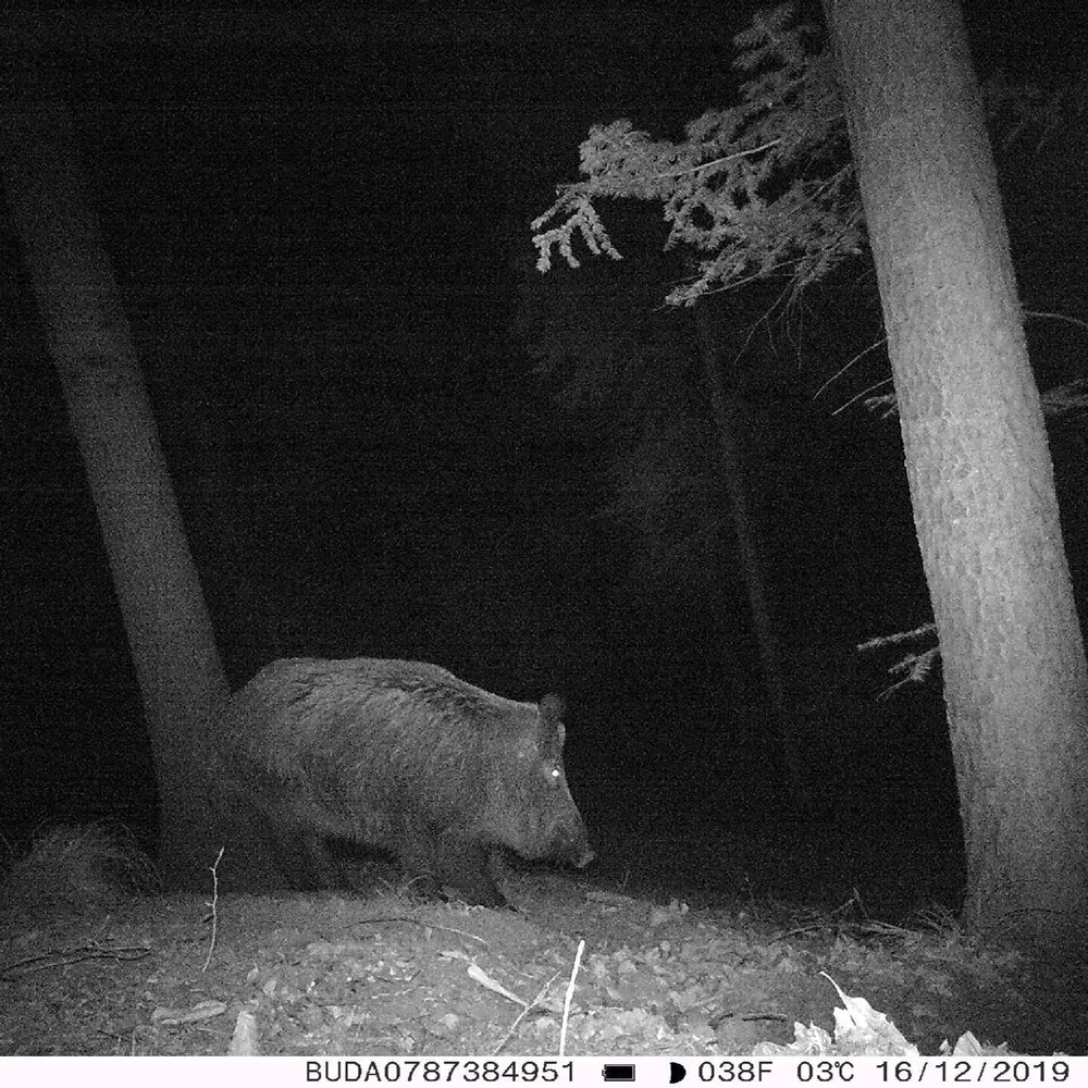 Medžioklės kamera PNI Hunting 350C 12MP su 3G internetu, SMS, nuotraukų siuntimu į telefoną, el. paštą, FTP, „Full HD“ 1080P, naktiniu matymu, 58 nematomais šviesos diodais gyvūnams