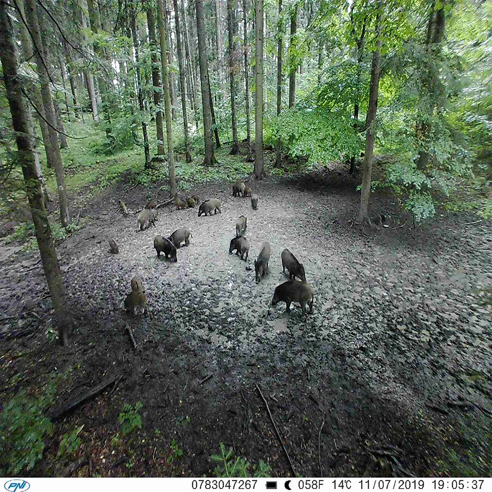 Medžioklės kamera PNI Hunting 350C 12MP su 3G internetu, SMS, nuotraukų siuntimu į telefoną, el. paštą, FTP, „Full HD“ 1080P, naktiniu matymu, 58 nematomais šviesos diodais gyvūnams
