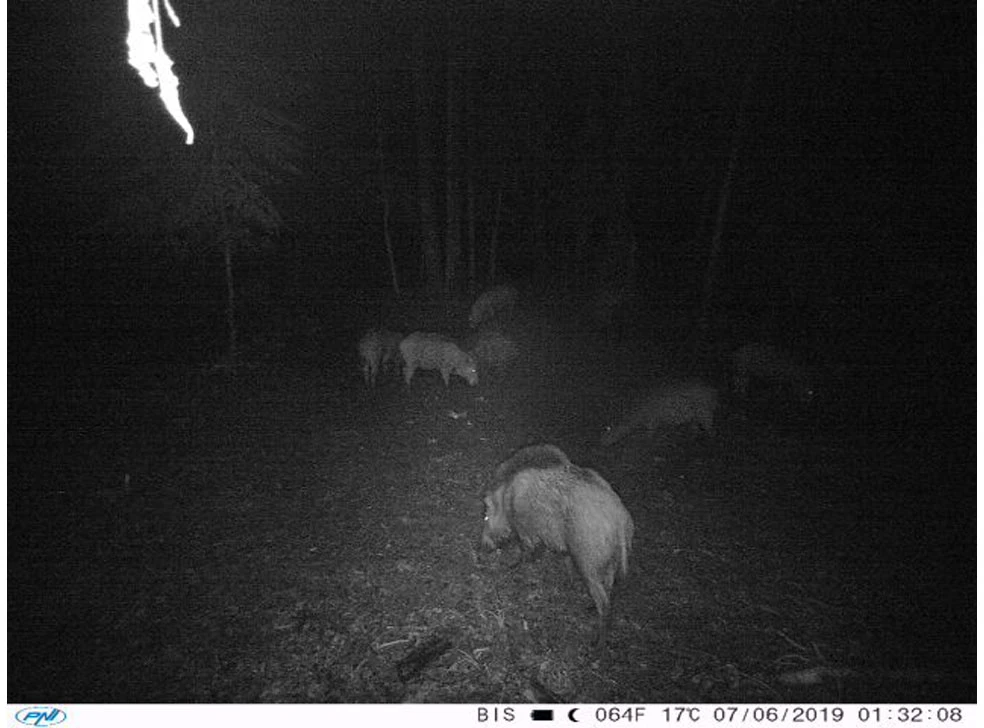 Medžioklės kamera PNI Hunting 400C 12MP su 4G LTE internetu, GPS, vaizdo ir nuotraukų siuntimu į telefoną, 4 el. pašto adresus, FTP, Full HD 1080P, naktiniu matymu, 57 nematomais šviesos diodais gyvūnams