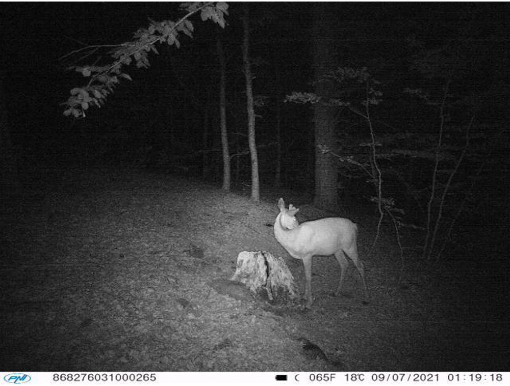 Medžioklės kamera PNI Hunting 400C 12MP su 4G LTE internetu, GPS, vaizdo ir nuotraukų siuntimu į telefoną, 4 el. pašto adresus, FTP, Full HD 1080P, naktiniu matymu, 57 nematomais šviesos diodais gyvūnams
