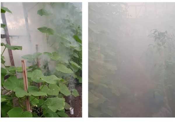 Mkds Dūminė šaškė šiltnamiams SMOG Garlic, 30 g
