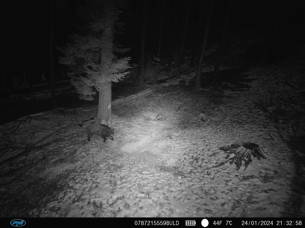 PNI Hunting 400C PRO 24MP medžioklės kamera su 4G LTE internetu, GPS, vienu metu perduoda vaizdo įrašus ir nuotraukas į telefoną, 4 el. pašto adresus, FTP, Full HD 1080P, naktinis matymas, 59 nematomi šviesos diodai gyvūnams