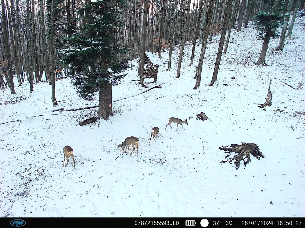 PNI Hunting 400C PRO 24MP medžioklės kamera su 4G LTE internetu, GPS, vienu metu perduoda vaizdo įrašus ir nuotraukas į telefoną, 4 el. pašto adresus, FTP, Full HD 1080P, naktinis matymas, 59 nematomi šviesos diodai gyvūnams
