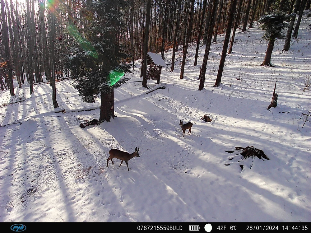 PNI Hunting 400C PRO 24MP medžioklės kamera su 4G LTE internetu, GPS, vienu metu perduoda vaizdo įrašus ir nuotraukas į telefoną, 4 el. pašto adresus, FTP, Full HD 1080P, naktinis matymas, 59 nematomi šviesos diodai gyvūnams