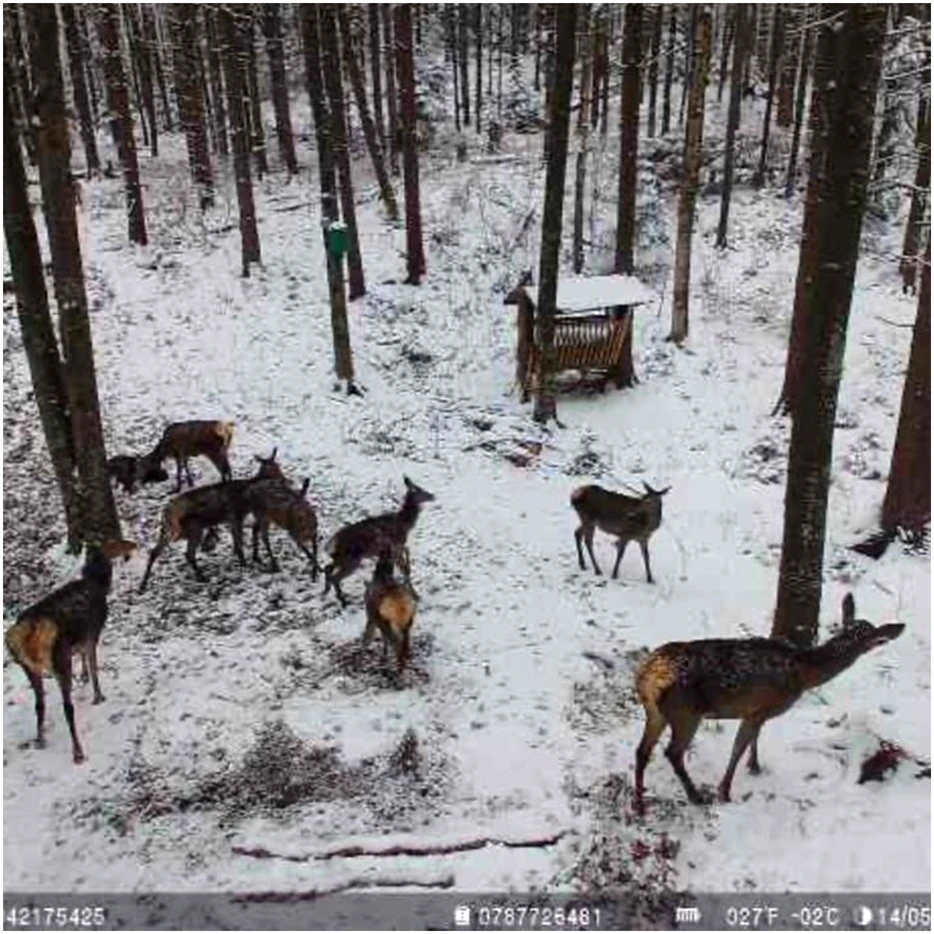PNI Hunting 751 PRO kamufliažinė vaizdo stebėjimo kamera, 16MP, 4G LTE, GPS, naktinis matymas, nematomi šviesos diodai gyvūnams, IP66