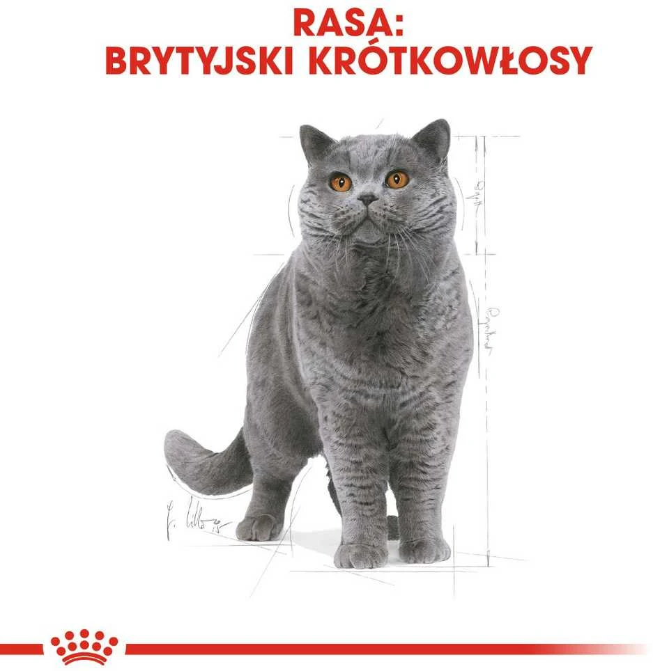Royal Canin British Shorthair 10kg