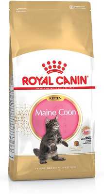 Royal Canin Maine Coon kačiukas 10kg