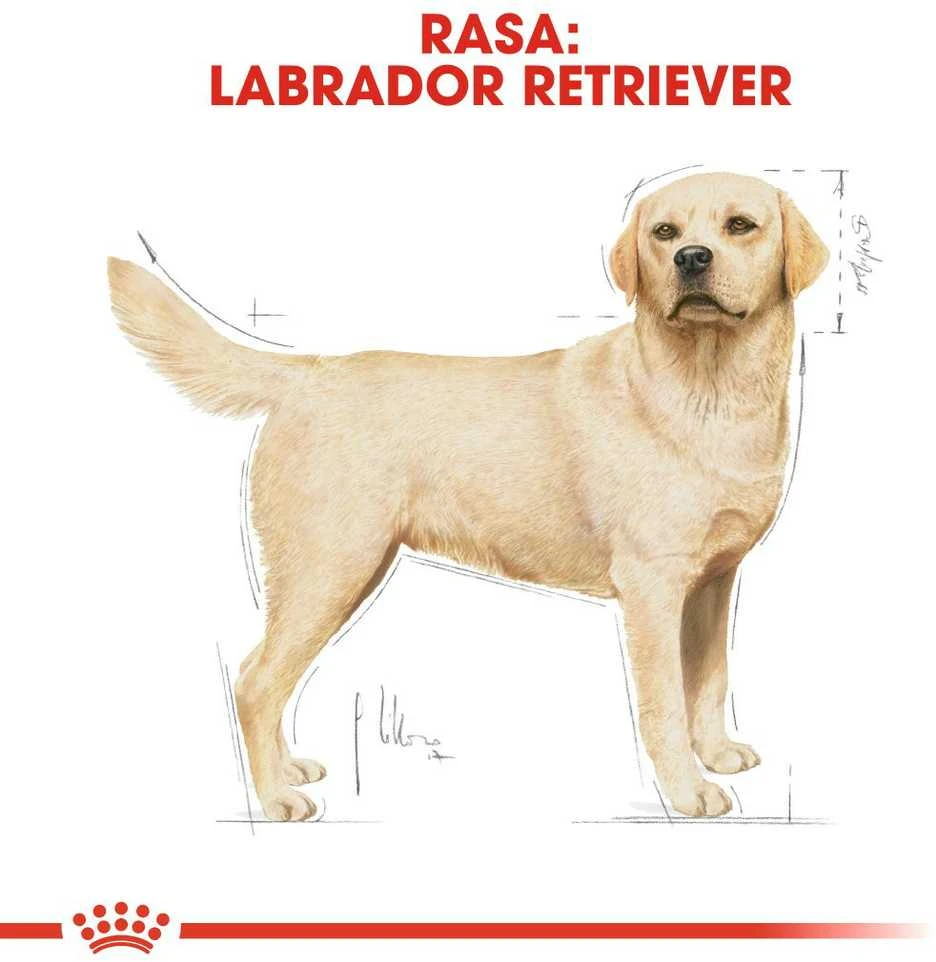 Royal Canin Labrador Retriever Adult 12kg